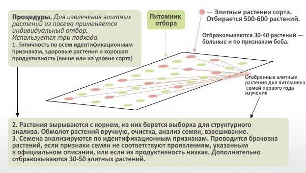 Схема первичного семеноводства