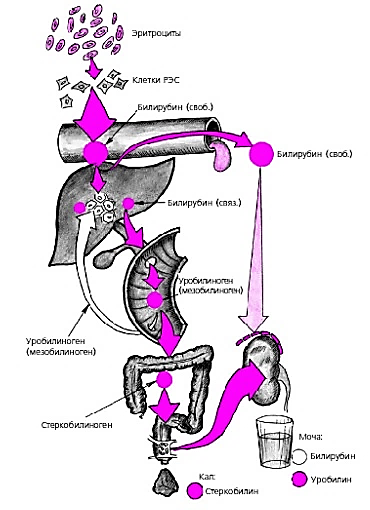 Патогенез желтухи схема