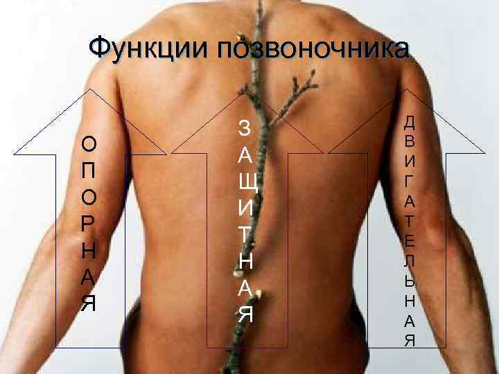 Радикулит 5 букв. Верный вариант воздействия на спину. Работа с позвоночником путь к оздоровлению всего организма. Позвоночник - путь к здоровью. Мужчина с радикулитом картинки.