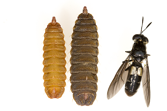 https://www.entomofago.eu/wp-content/uploads/2017/01/hermetia-illucens_larvae.jpg