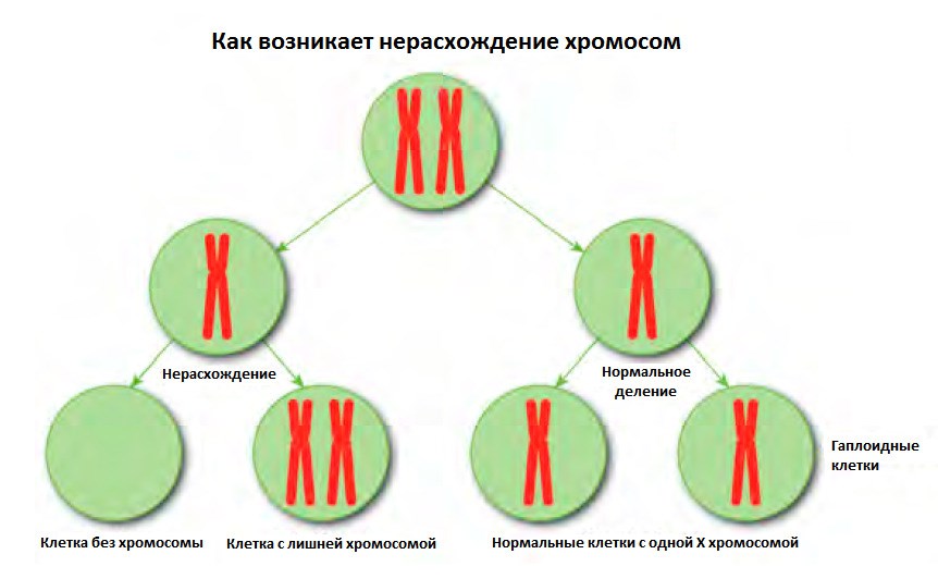 Х хромосома это мужская. Болезни хромосомы хромосомы. Трисомия 23 пары хромосом. Хромосом в организме человека с синдромом. Хромосомы яйцеклетки.