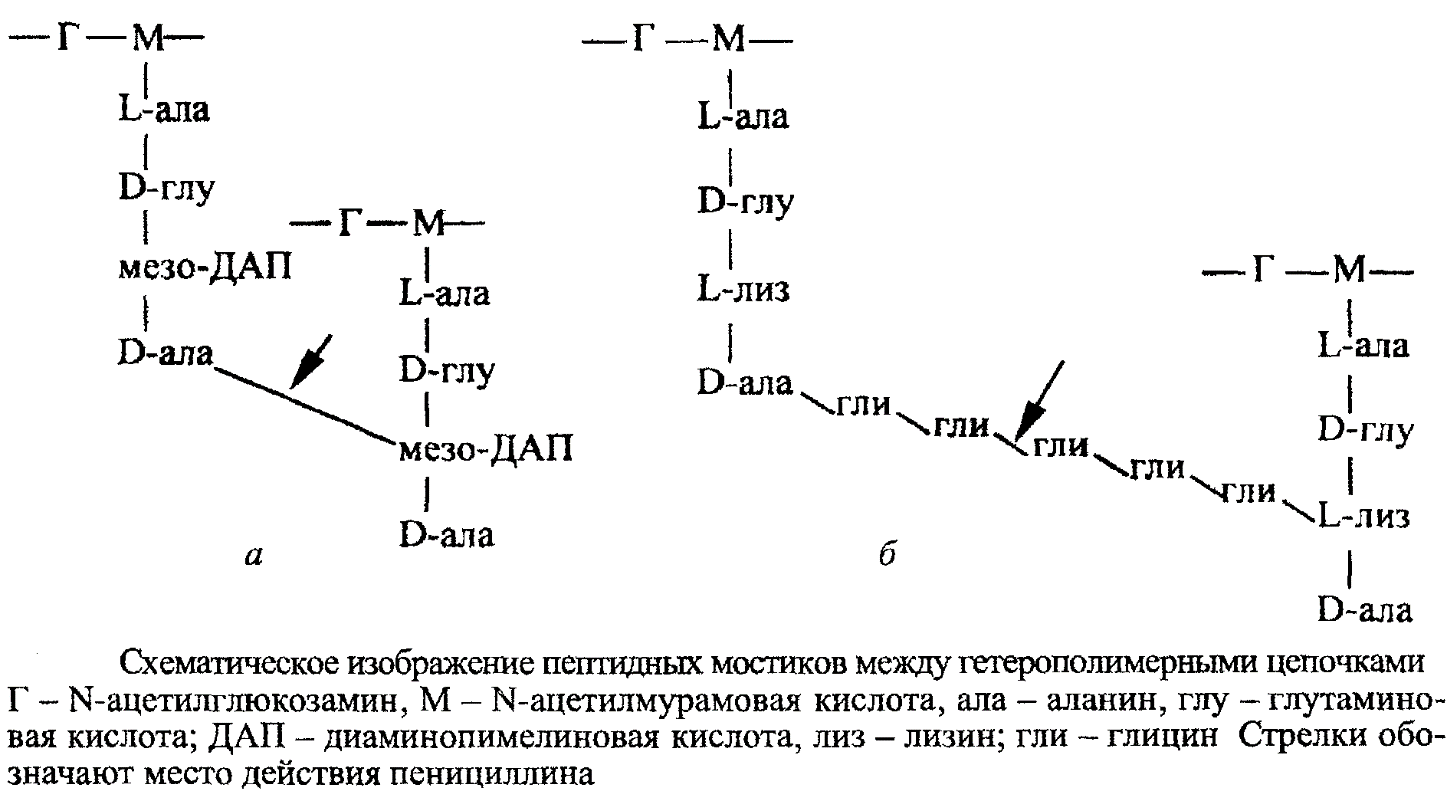 Пептидные мостики. Пептидная связь мостик. Пептидный мостик муреин. Мизодиаминолимеликовая кислота.