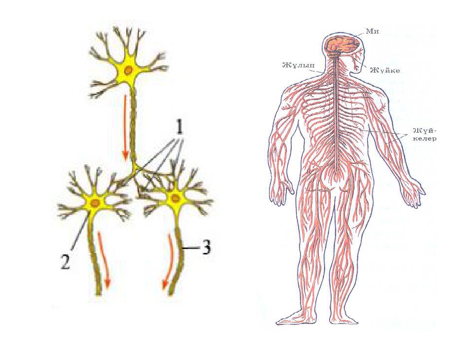 Ішкі мүшелер жұмысының жүйкелік реттелуі. Нерв жүйесі. Нерв системасы. Жүйке жүйесі презентация. Жүйке жүйесі физиологиясы презентация.