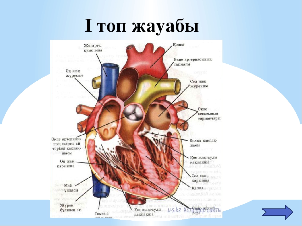 Оң жақ және сол жақ. Биология анатомия казакша. Адам физиологиясы. Журектин Ишки курылысы. Журек.