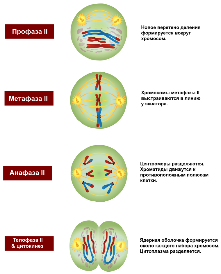 Мейоз анафаза 2 набор хромосом. Профаза 1. Мейоз профаза 1 процессы. Профаза 1 и профаза 2. Фазы мейоза профаза 2.