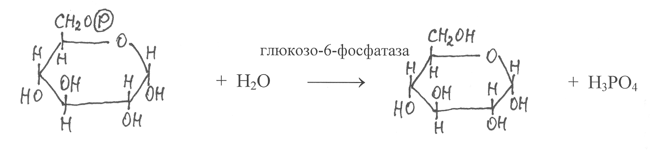 Фосфатаза реакции. Глюкозо-6-фосфатаза катализирует реакцию. Гидролиз глюкозо 6 фосфата. Глюкозо 6 фосфатаза катализирует превращение. Глюкозо 6 фосфат фосфатаза.
