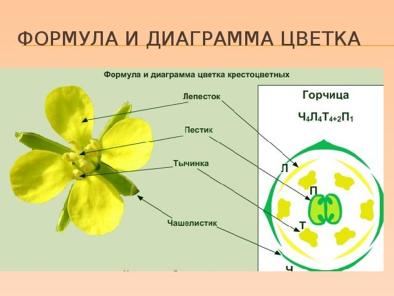 Формула цветка крестоцветных растений. Формула цветка семейства семейство крестоцветные. Семейства растений схема крестоцветные. Крестоцветные растения диаграмма цветка.