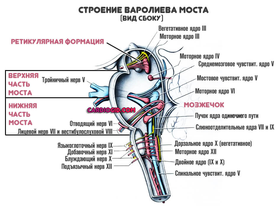 Мост головного мозга рисунок