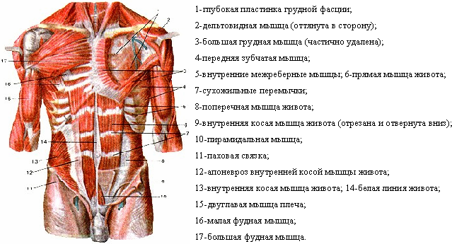 Какой цифрой на рисунке обозначены мышцы сгибающие и вращающие туловище вокруг продольной оси