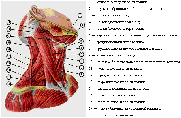 Мышцы шеи с подписями рисунок