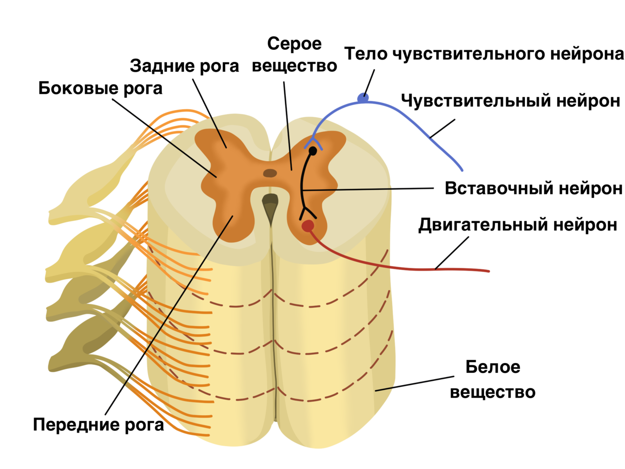 Строение спинного мозга биология. Задние корешки спинного мозга функции. Строение задних Рогов спинного мозга. Задние корешки и передние корешки спинного мозга.