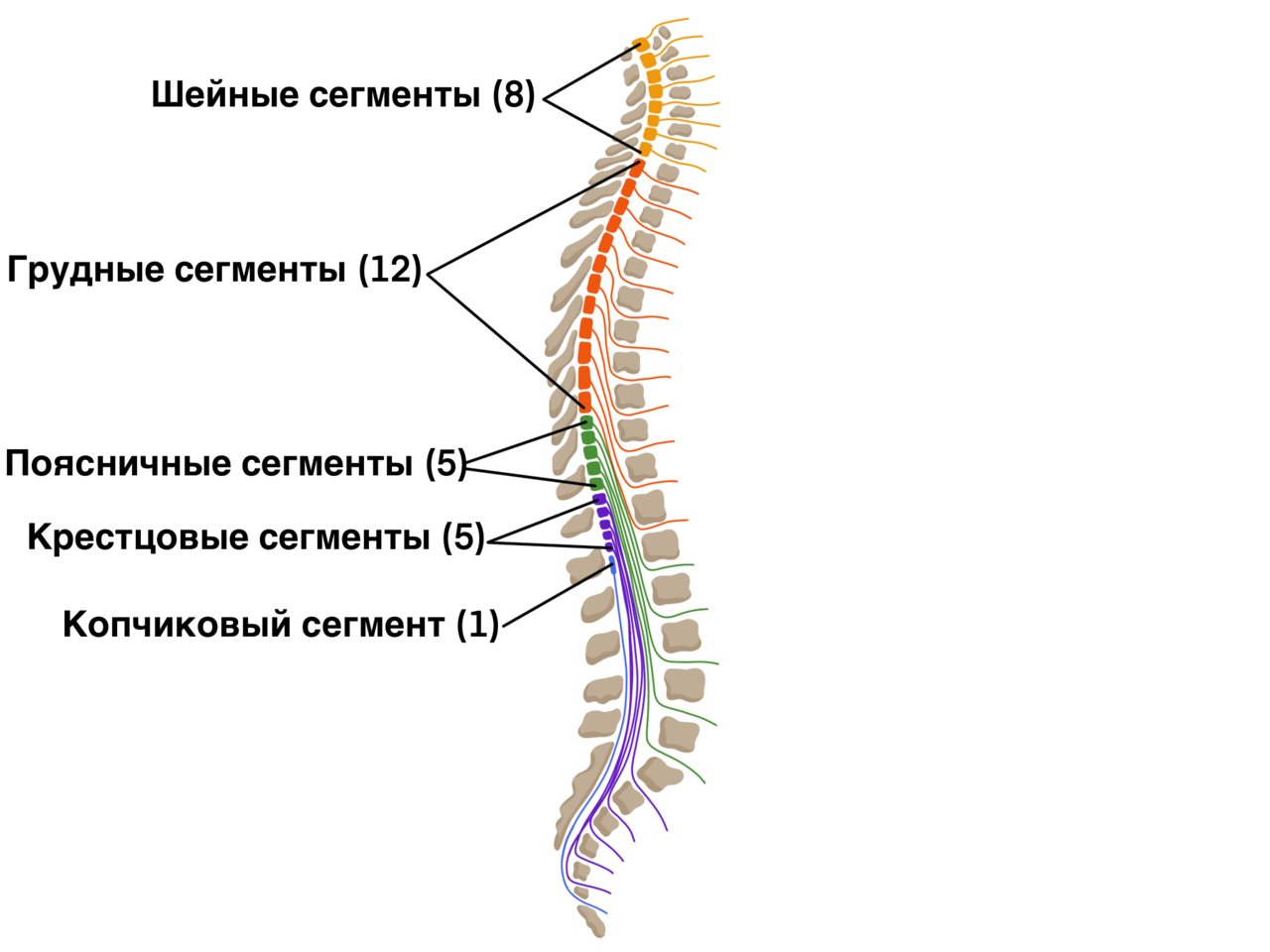 Анатомия 1 5. Сегмент спинного мозга анатомия.