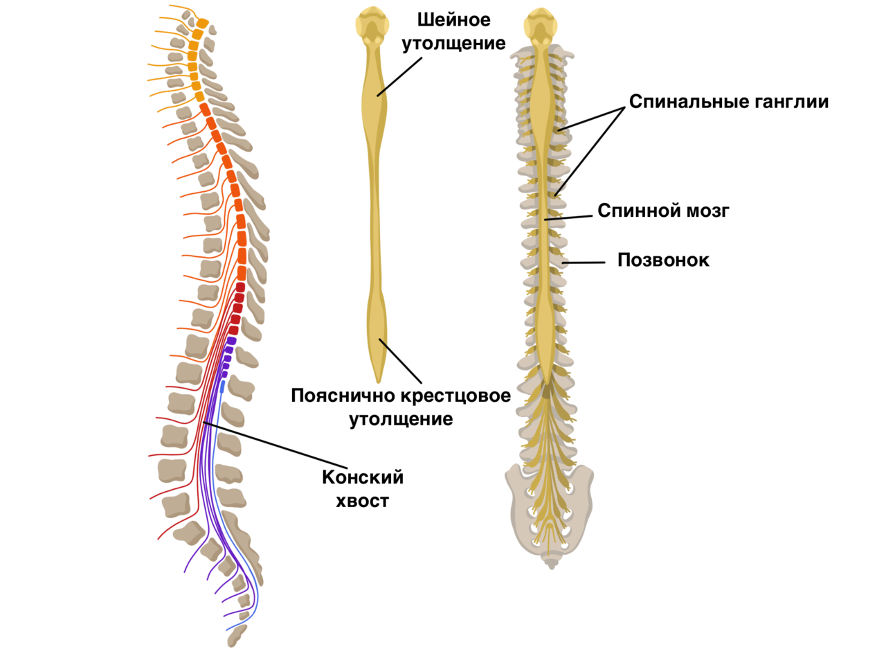 Вид длинного. Строение позвонка и спинного мозга. Спинной мозг и позвоночник схема. Спинной мозг располагается в позвоночном канале. Расположение спинного мозга в позвоночнике.