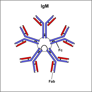 Иммуноглобулины iga igm. IGM строение иммуноглобулина. IGM антитела строение. Иммуноглобулины антитела IGM. Иммуноглобулин m строение.