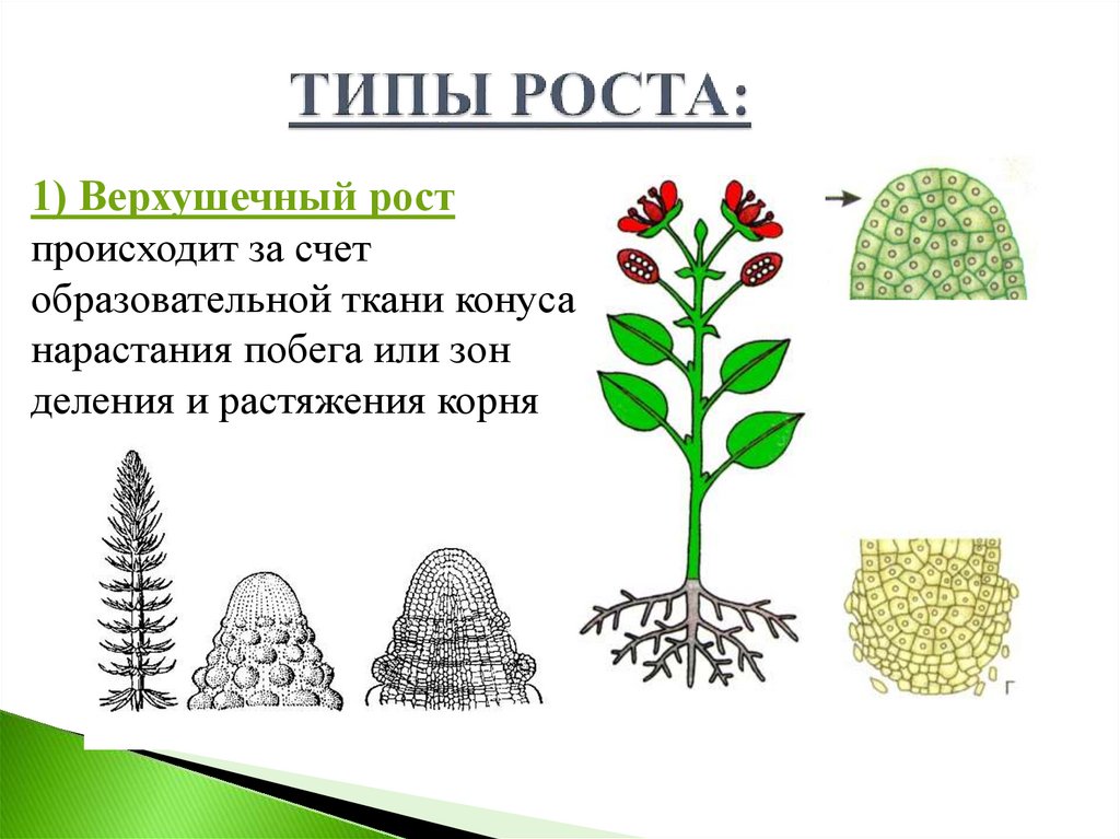 Рост корня в толщину. Верхушечный Тип роста растения. Типы роста верхушечный рост. Верхушечный рост растений. Типы роста растений 6 класс биология.
