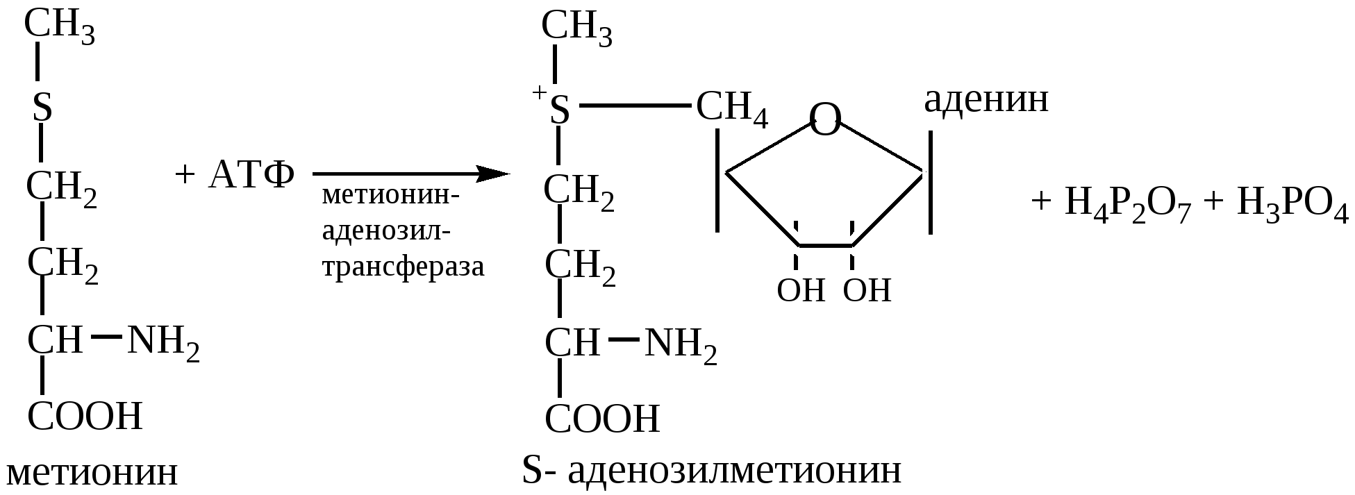 Реакции метилирования с участием s-аденозилметионина. Реакция активации метионина. Реакция образования активной формы метионина. S-аденозилметионин реакции метилирования. Структура активного метионина