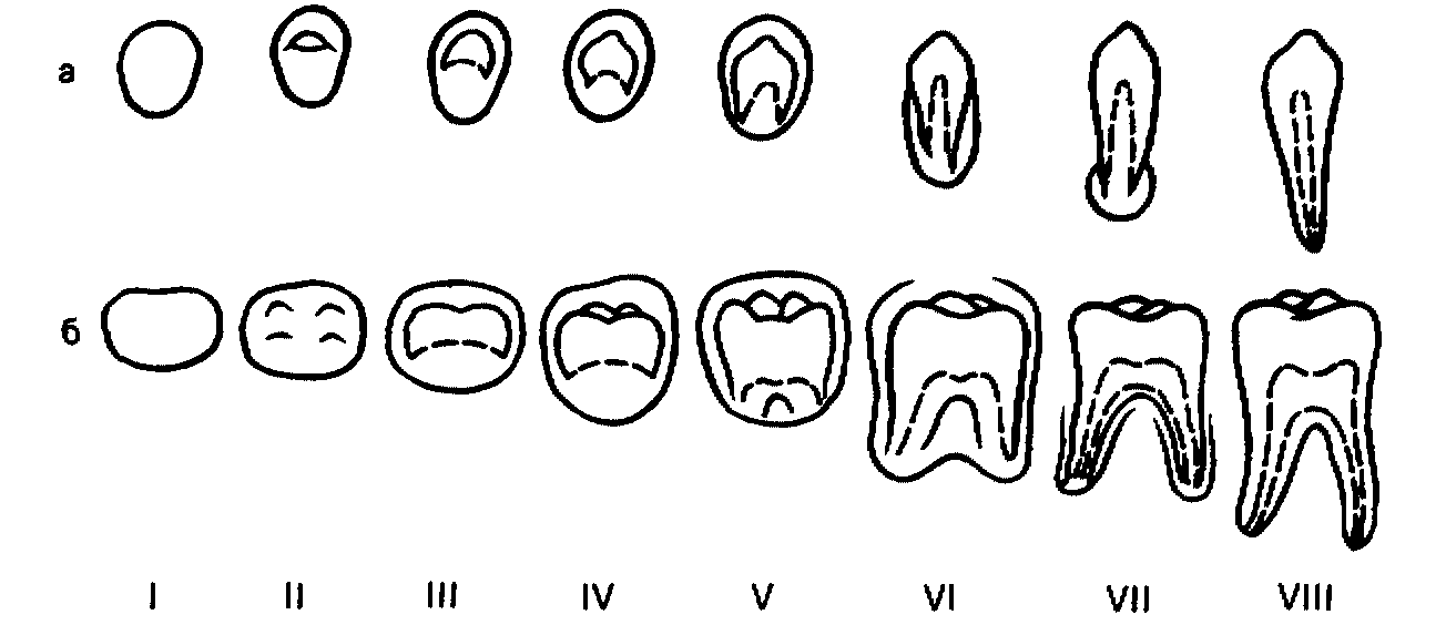 Рентгенологическая картина зубов и их зачатков на различных этапах формирования