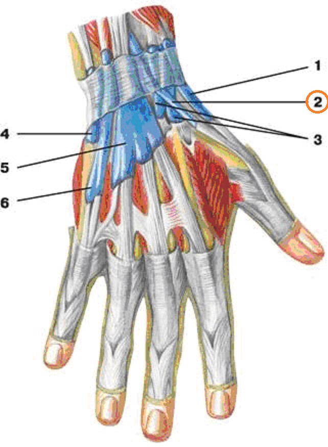Расположение сухожилий на руке человека фото