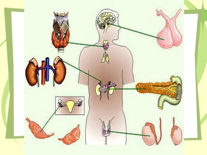 Эндокринная система на рисунке