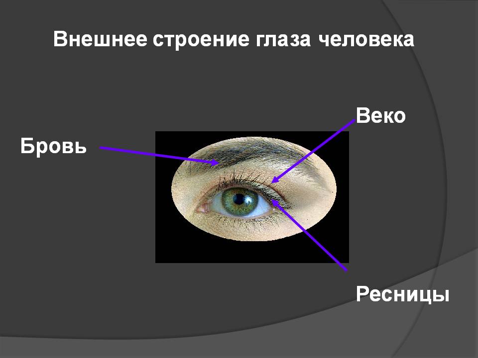 Схема строения глазной щели