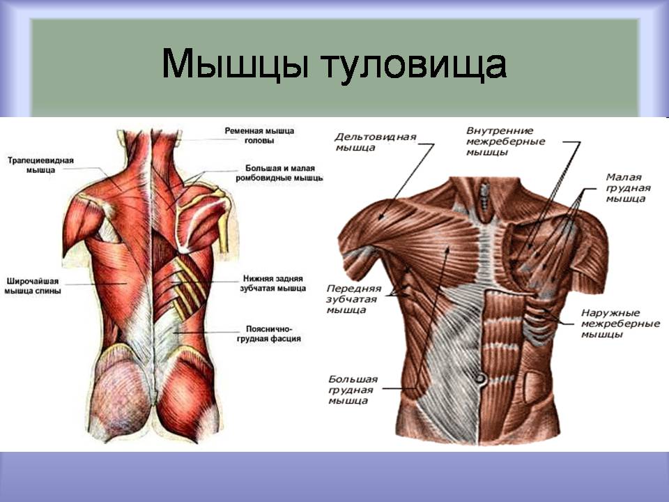 Анатомия человека фото с описанием наружной