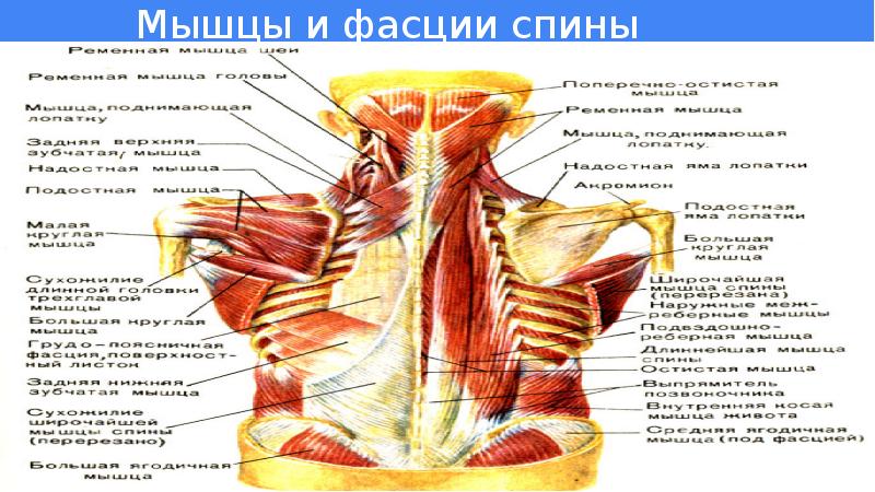 Анатомия 2