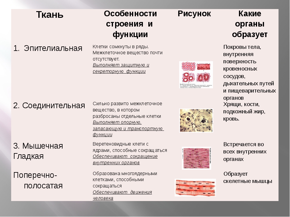 Какие ткани имеют. Эпителиальная ткань особенности строения и функции. Соединительная ткань особенности строения функции типы. Соединительная ткань строение и функции и расположение в таблице. Мышечная эпителиальная соединительная ткань особенности строения.