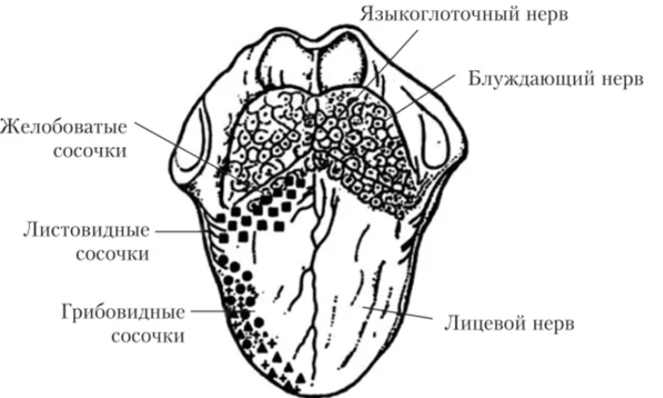 Рисунок языка вкусовые рецепторы