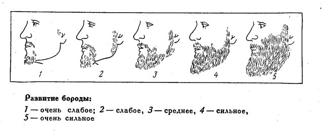 Средне сильно. Степень развития волосяного Покрова. Степень развития бороды. Этапы формирования бороды. Стадии формирования бороды.