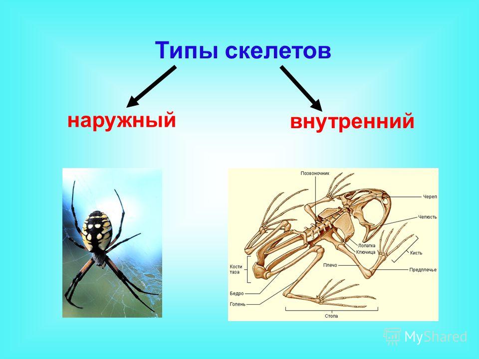 Для скелета не характерна. Типы скелетов у животных. Наружный скелет. Внешний и внутренний скелет. Наружный скелет функции.