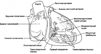 рис. 2. внутреннее строение правого предсердия и правого желудочка.