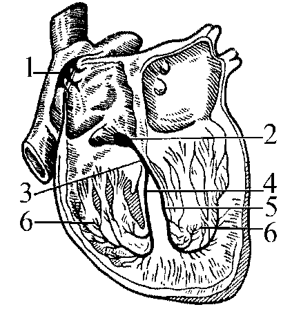 проводящая система сердца (схема)