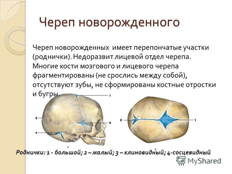 Работа родничок. Соединение костей черепа роднички. Кости черепа новорожденного роднички. Расположение родничков черепа у новорожденного. Роднички у новорожденных анатомия.
