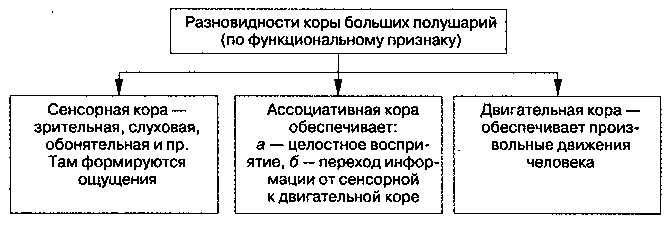 Обобщите и представьте в виде схемы или таблицы информацию о чувствительных двигательных и