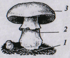 Какой цифрой на рисунке обозначены грибы
