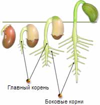 Главный корень у семени. Главный корень фасоли. Развитие главного корня. Появление корешка у фасоли. Главный корень в корневой системе фасоли.
