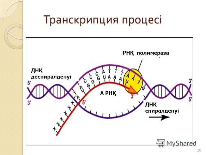 Схема транскрипции днк