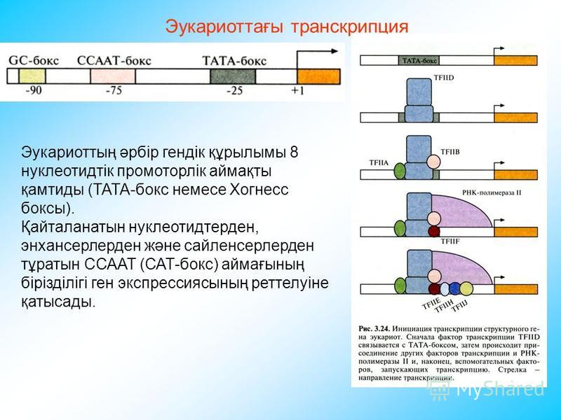 Особенности транскрипции у эукариот