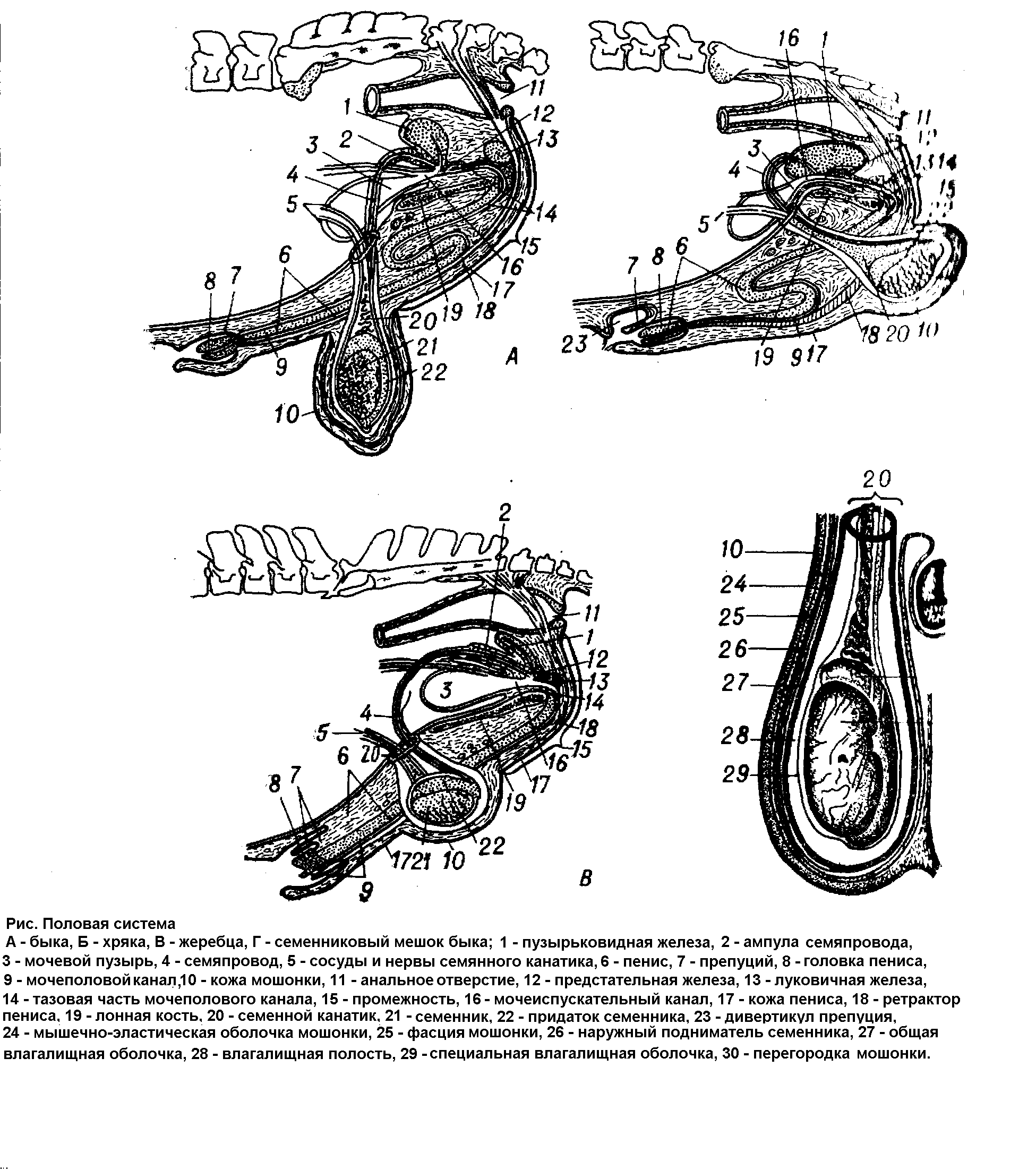 член хряка форма фото 55