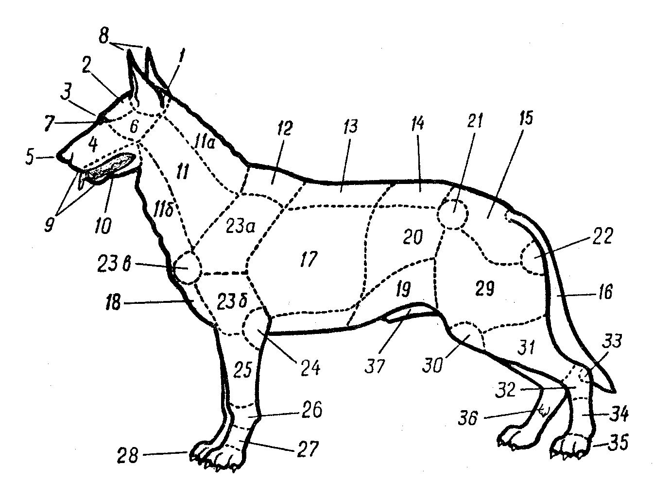 Части тела собаки схема