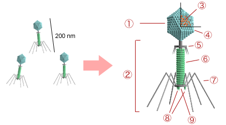 https://upload.wikimedia.org/wikipedia/commons/1/1b/bacteriophage_structure.png
