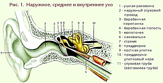 Выберите три верно обозначенные подписи к рисунку строение уха наружный слуховой проход