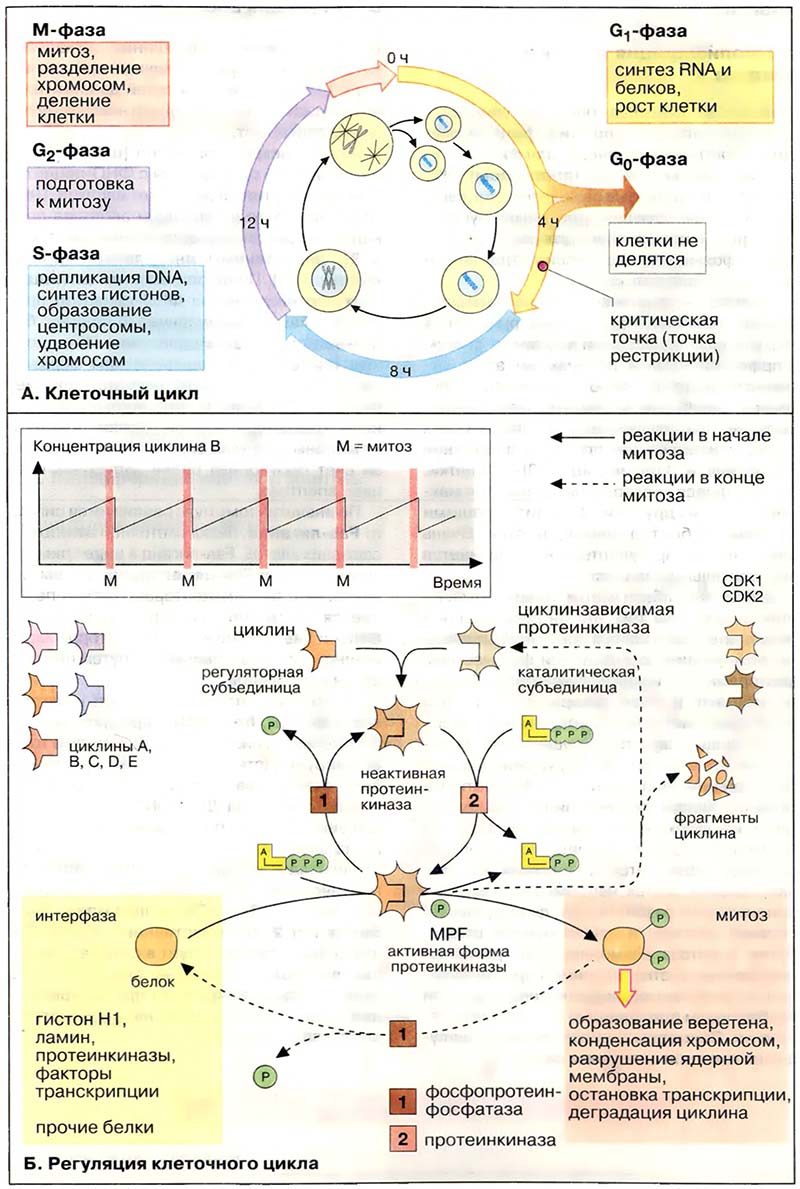 Фазы развития клетки. Фазы клеточного цикла схема. Схема стадии клеточного цикла. Схема клеточного цикла митоза. Этапы жизненного цикла клетки схема.