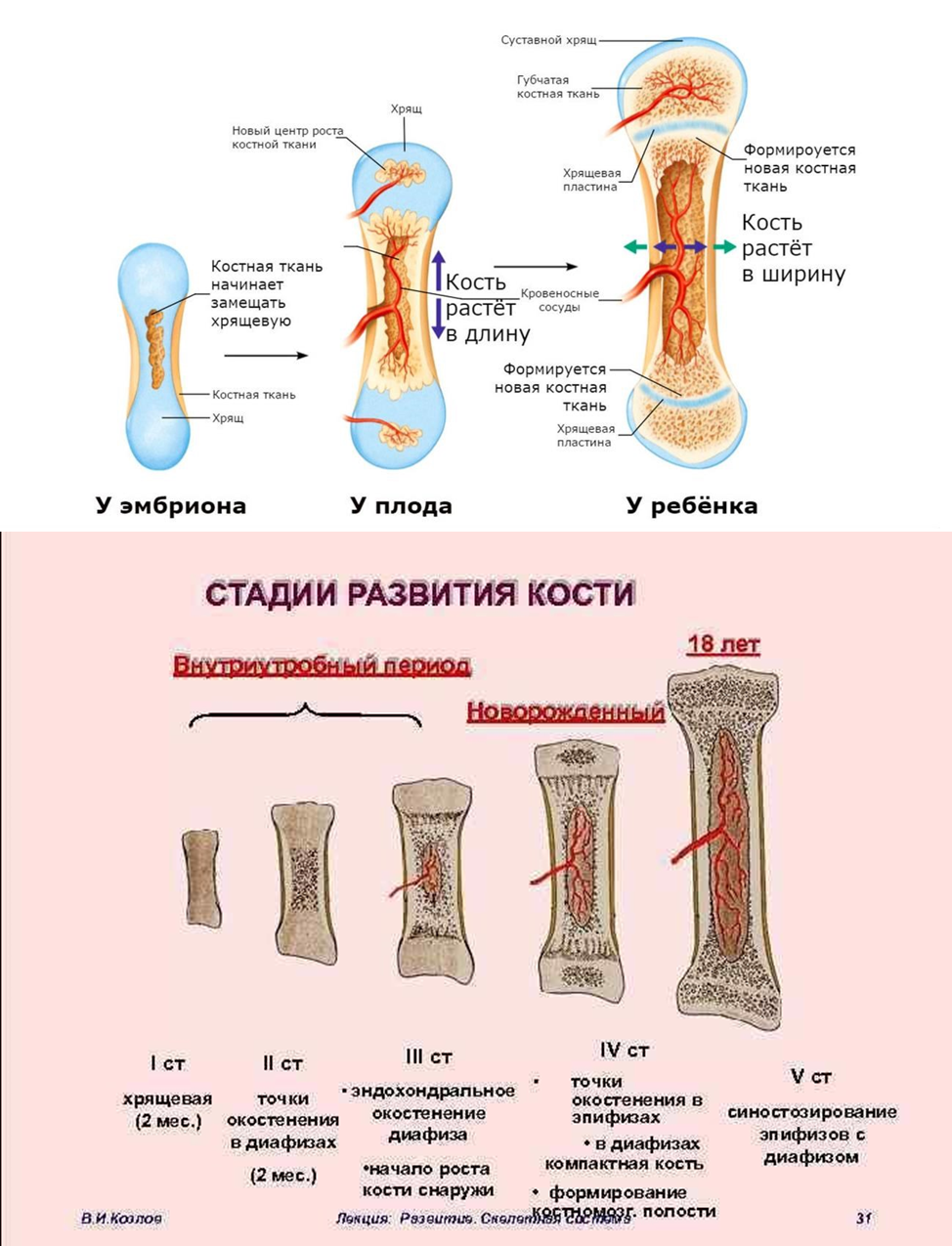 Образования костей