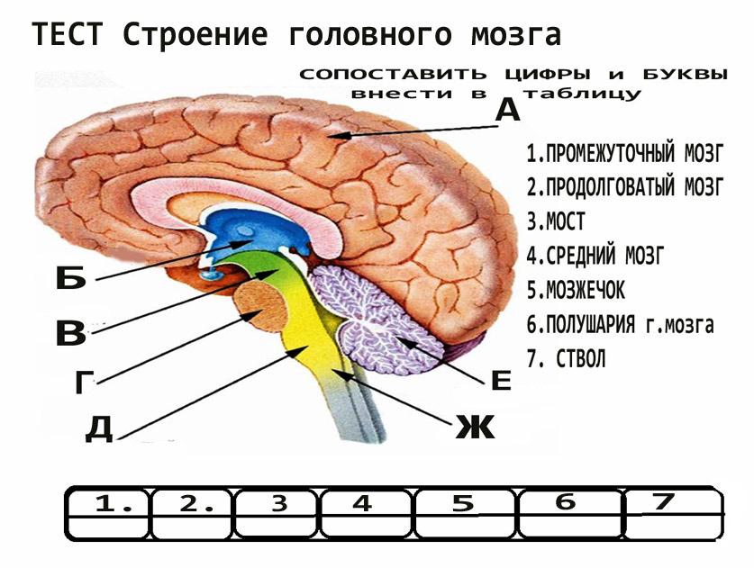 Строение мозга рисунок с подписями