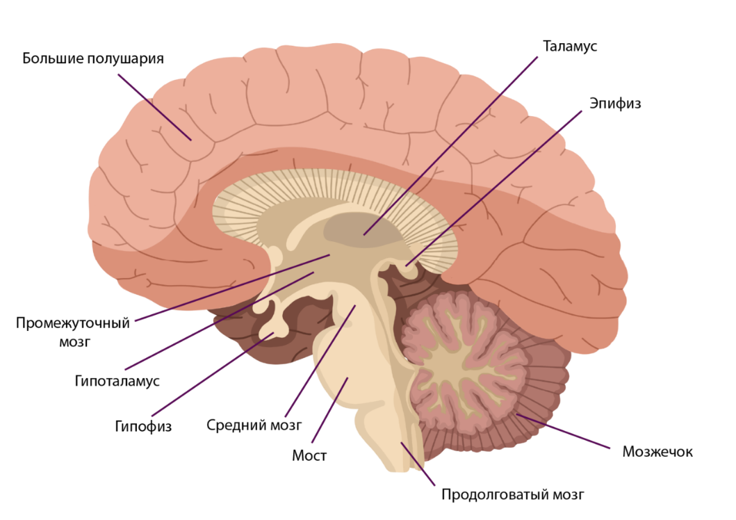 Как головной мозг связан с органами тела. Гипофиз гипоталамус шишковидная железа. Структура конечного мозга в головном мозге. Гипоталамус таламус гипофиз эпифиз. Продолговатый мозг,мост,средний мозг, мозжечок,промежуточный.