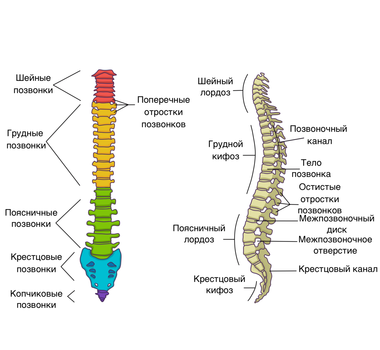 Позвоночник строение. Позвоночный столб анатомия. Скелет туловища Позвоночный столб. Осевой скелет позвоночник человека. Скелет туловища человека позвоночник.