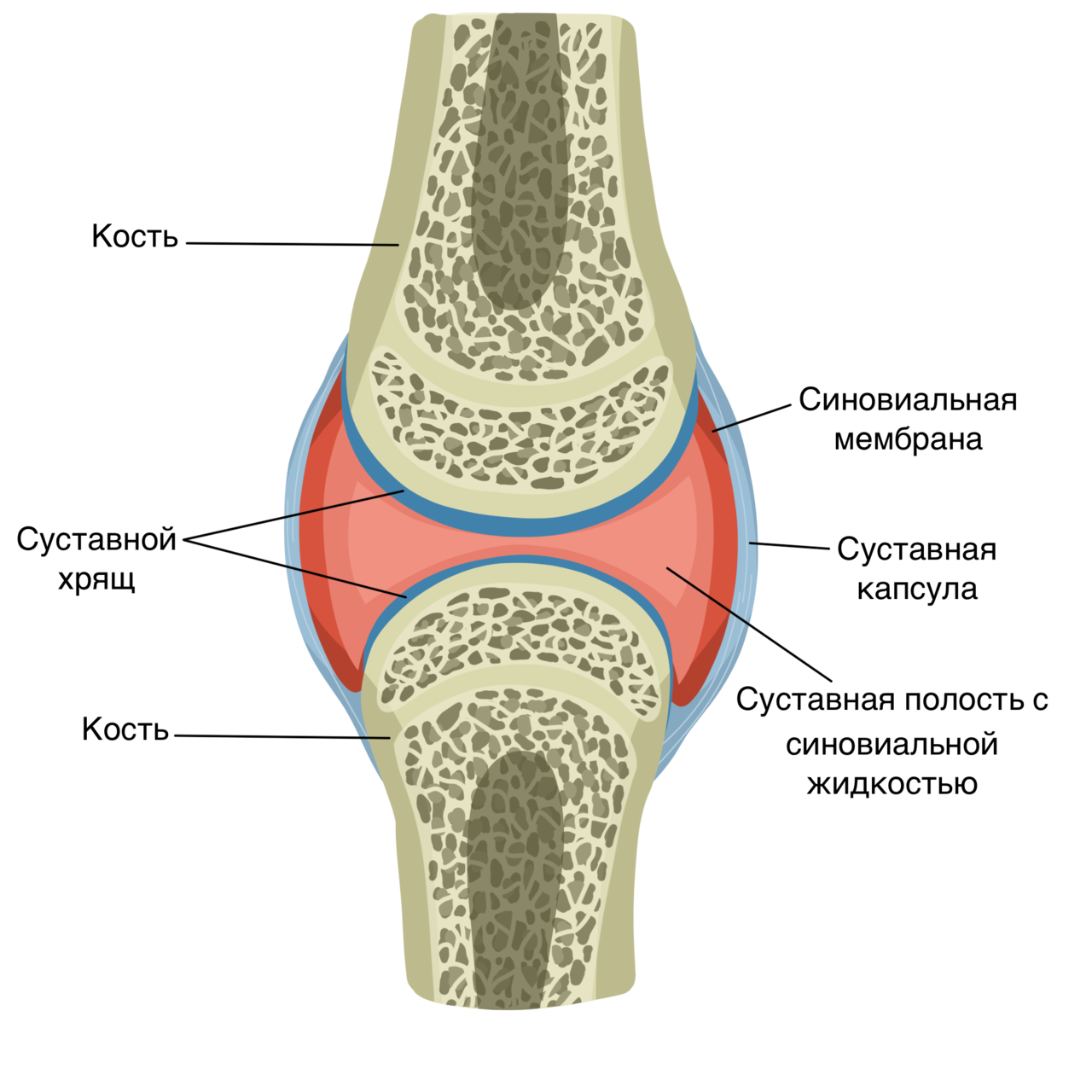 Сустав человека строение анатомия. Строение сустава суставной хрящ. Схематическое строение сустава. Строение костей коленного сустава. Синовиальная мембрана суставной капсулы.
