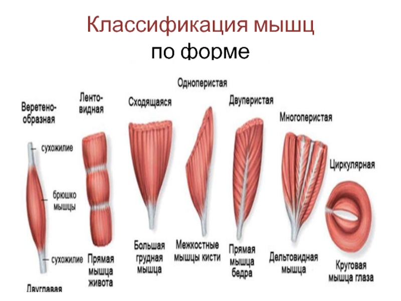 Технологическая карта физиология лесгафта