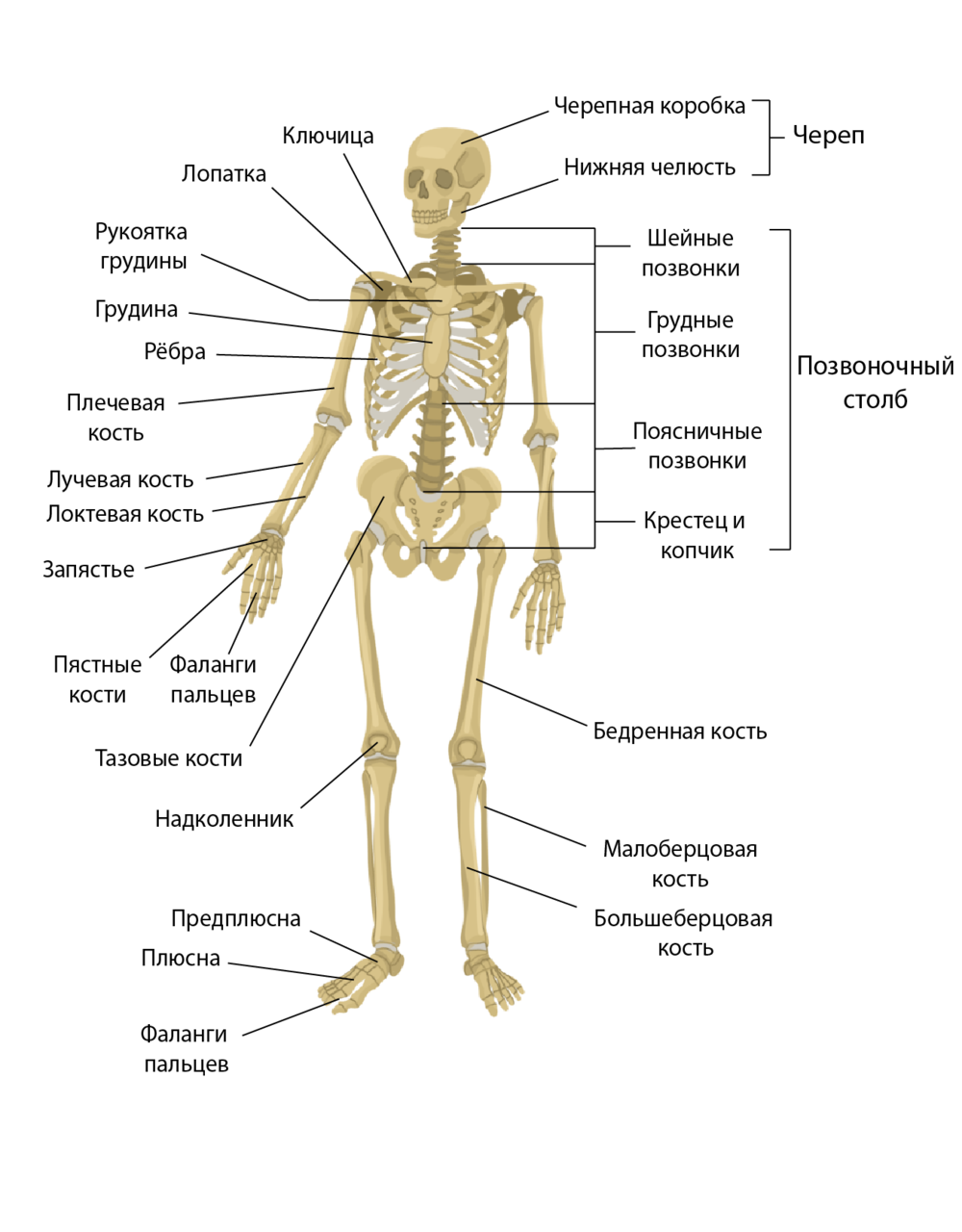 Скелет с названиями костей на русском языке. Опорно двигательная система скелет человека анатомия. Анатомическое строение опорно двигательной системы человека. Система костей человека скелет. Скелет опорно двигательная система биология 8 класс.